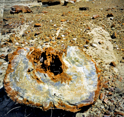 Logs of red jasper have tumbled from the bluffs to rest in Jasper Forest